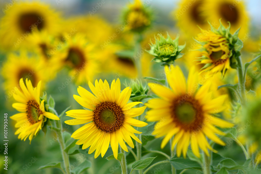 Sunflower field, farm Sunflower field, farm