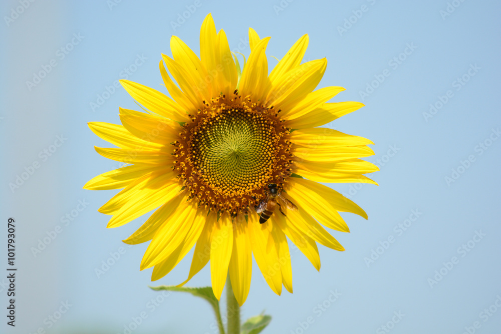 Sunflower field, farm