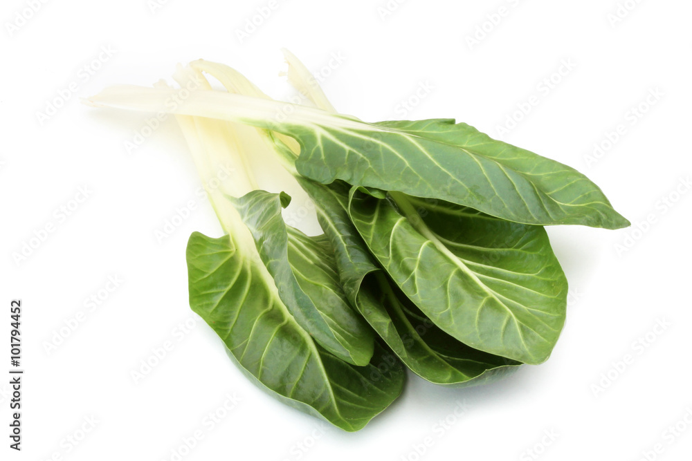 Fotografie Blette / Bette / Swiss chard