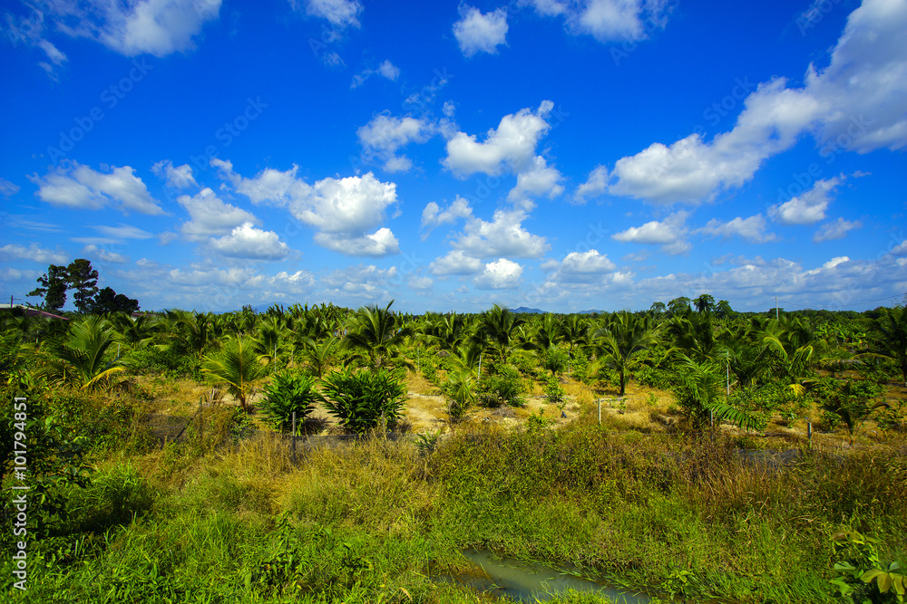 Field of tall grass surrounded by coconut trees with beautiful b Field of tall grass surrounded by coconut trees with beautiful b