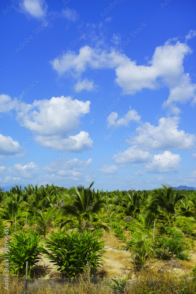 Coconut farm with beautiful blue sky at background. Vibrant colo