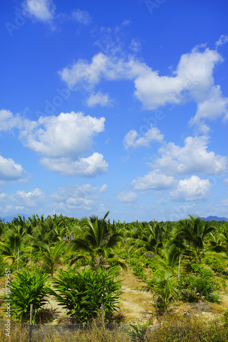 Coconut farm with beautiful blue sky at background. Vibrant colo