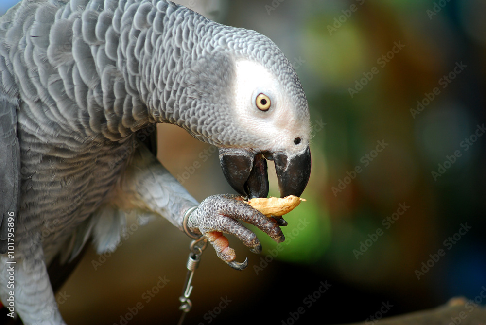 Obraz premium The parrot eating peanut, close up