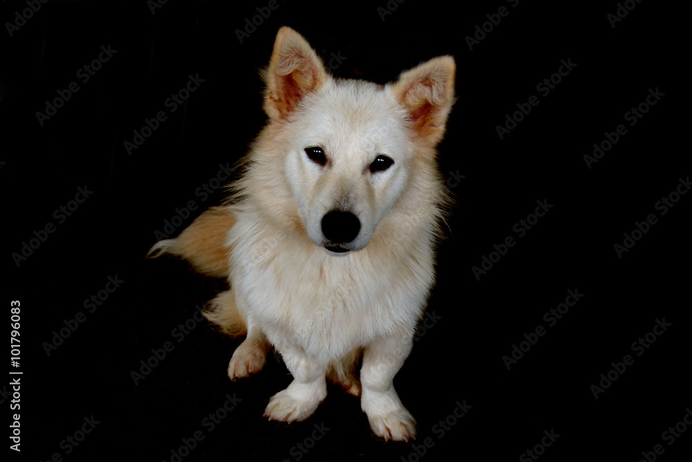 Fototapeta premium dog isolated on black background