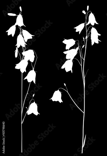 two white campanula flower sketches on black