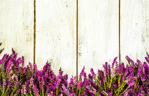 Purple heather flowers on rustic wooden planks. Flowers rustic background.