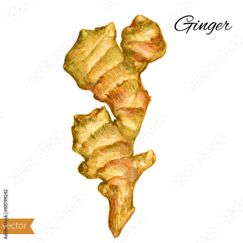 Fresh watercolor ginger root. Hand draw ginger illustration. Spices vector object isolated on white background. Kitchen herbs and spices
