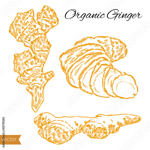 Fresh ginger root. Hand draw ginger illustration. Spices vector object isolated on white background. Kitchen herbs and spices