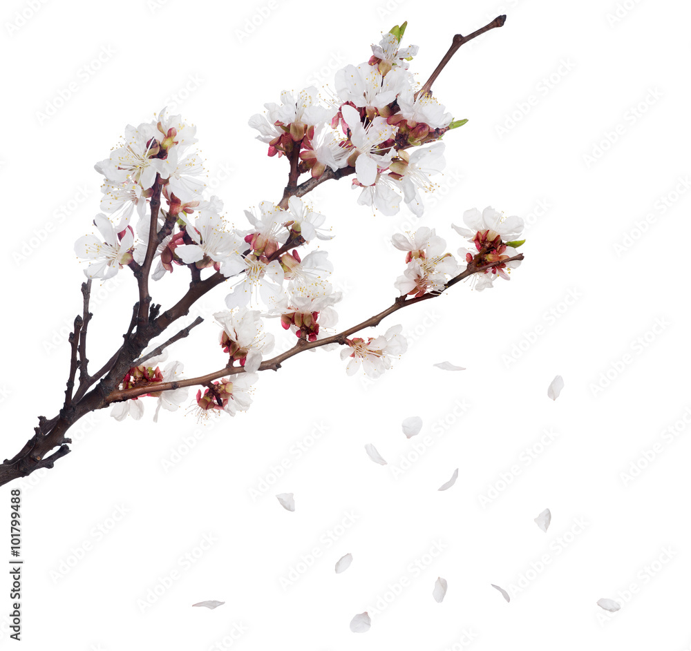 white sakura blooming branch and falling petals white sakura blooming branch and falling petals