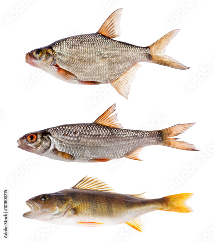 set of three freshwater fishes isolated on white
