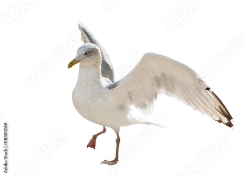 young European herring gull isolated on white