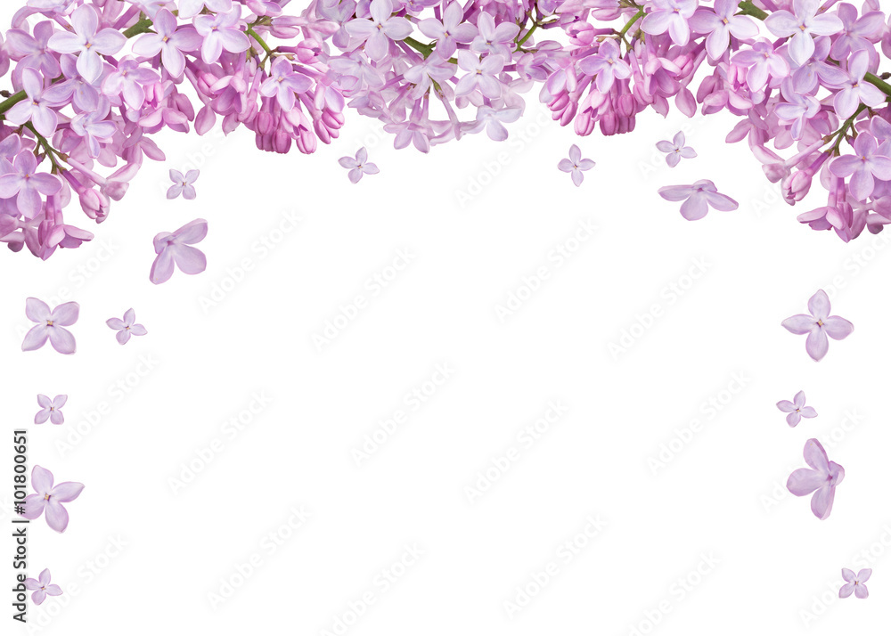 isolated half frame from light lilac blooms isolated half frame from light lilac blooms