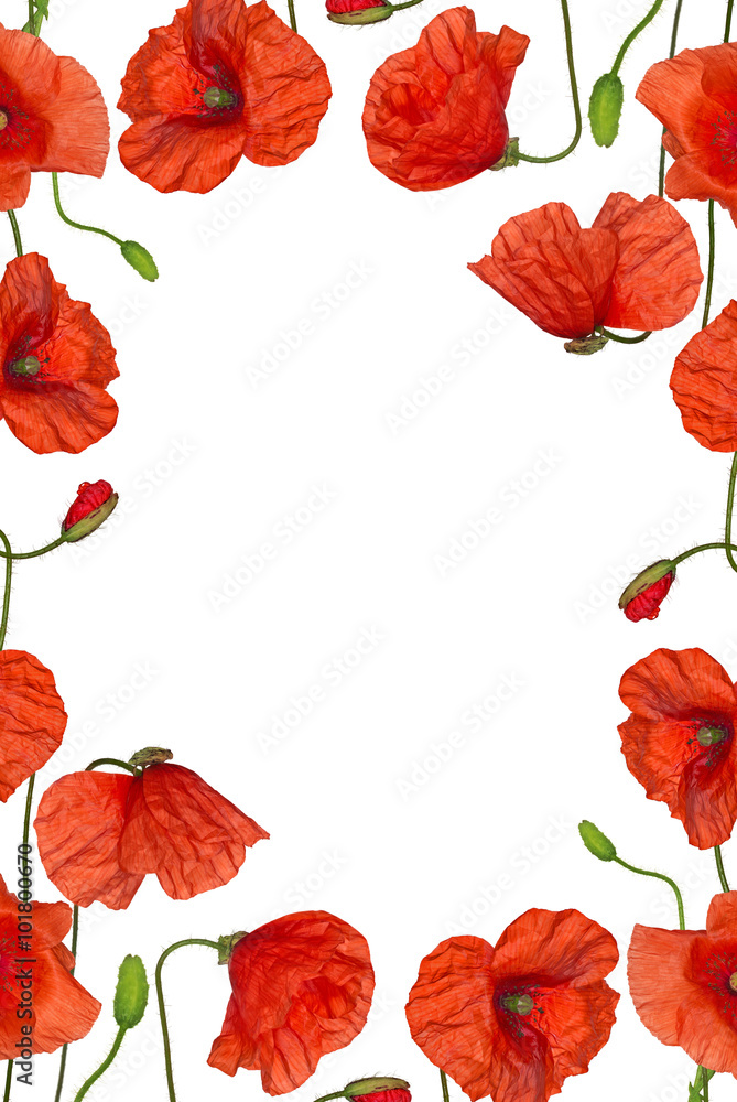 Fototapeta premium red poppy flowers frame isolated on white