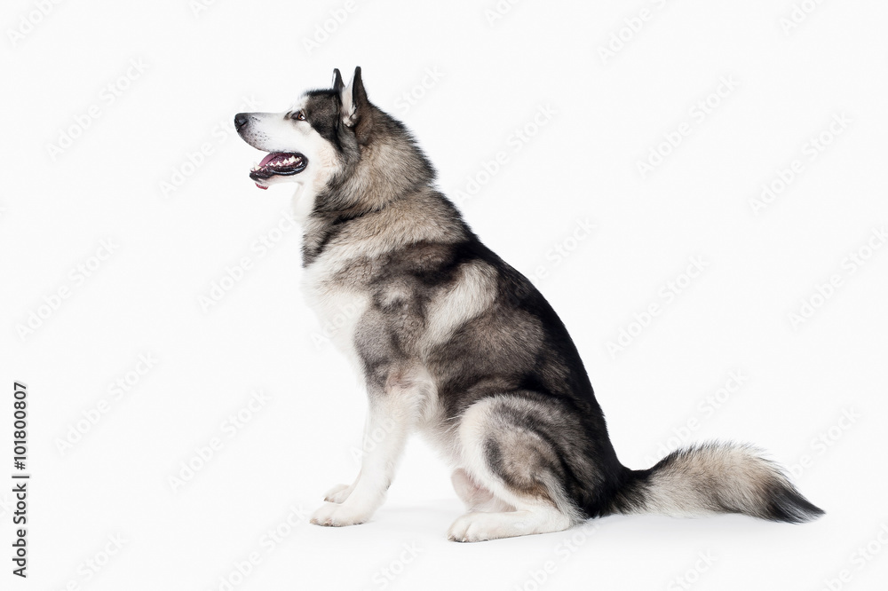 Dog. Alaskan Malamute on white background