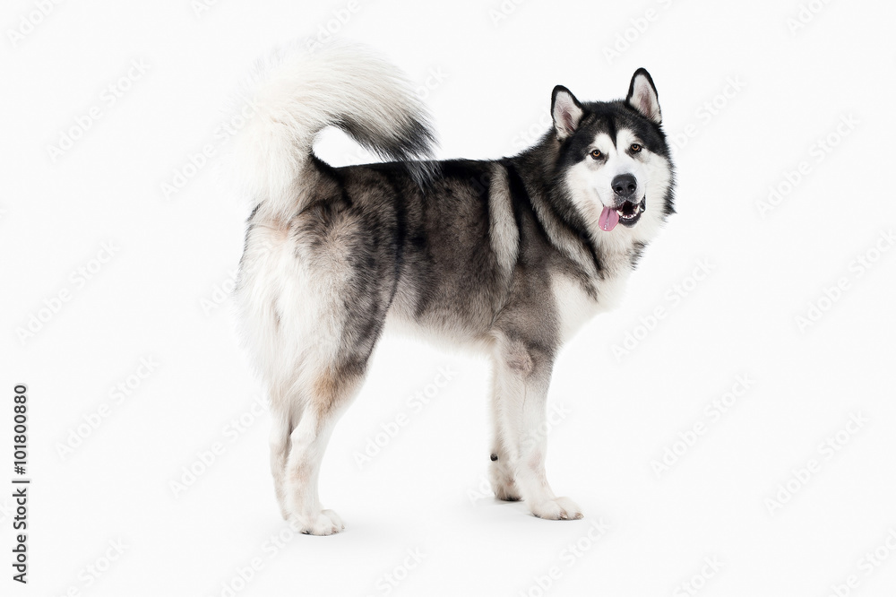 Ταπετσαρία Dog. Alaskan Malamute on white background