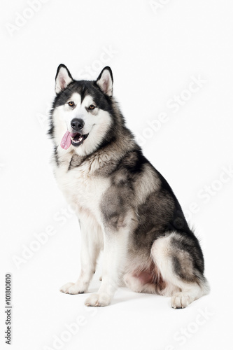 Dog. Alaskan Malamute on white background