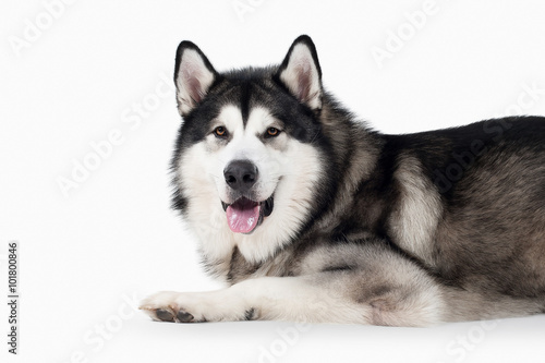 Dog. Alaskan Malamute on white background