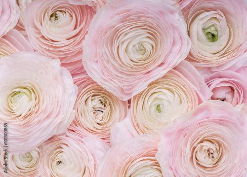Pink Flowers.Background of delicate pink flowers.