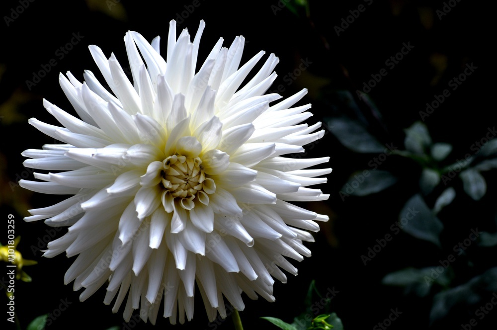 dalia blanca de pétalos finos dalia blanca de pétalos finos