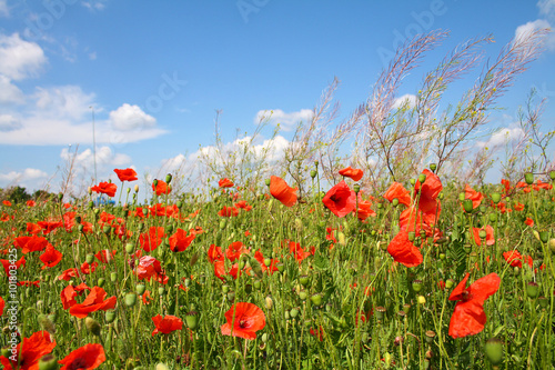 Poppies on blue sky