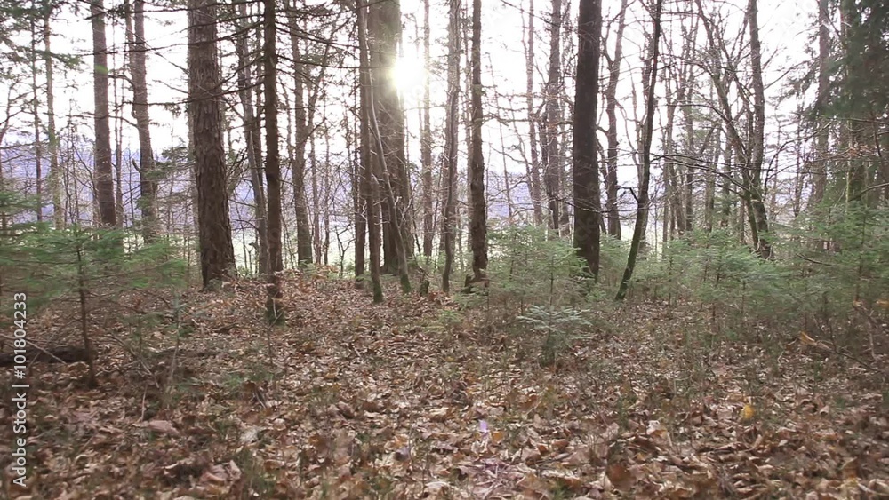 Days before spring season in the quiet sunny woods. Left to right slider dolly move. Sun light coming through the branches of the forest trees. Days before spring season in the quiet sunny woods. Left to right slider dolly move. Sun light coming through the branches of the forest trees.