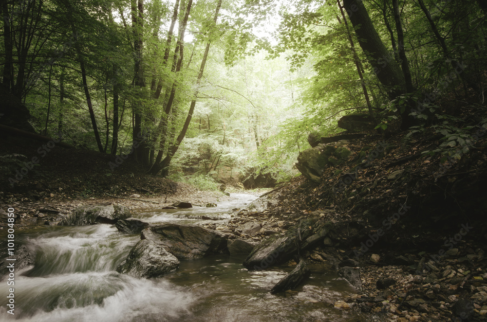 forest river and lush vegetation forest river and lush vegetation