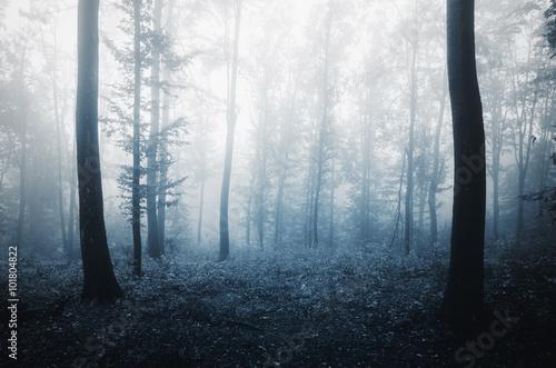 forest background in evenin...