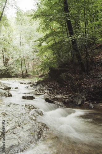 river in green forest