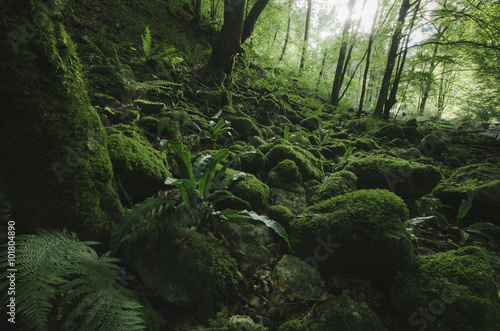 Leinwand Poster Natürlichen grünen Wald mit Moos und üppiger Vegetation