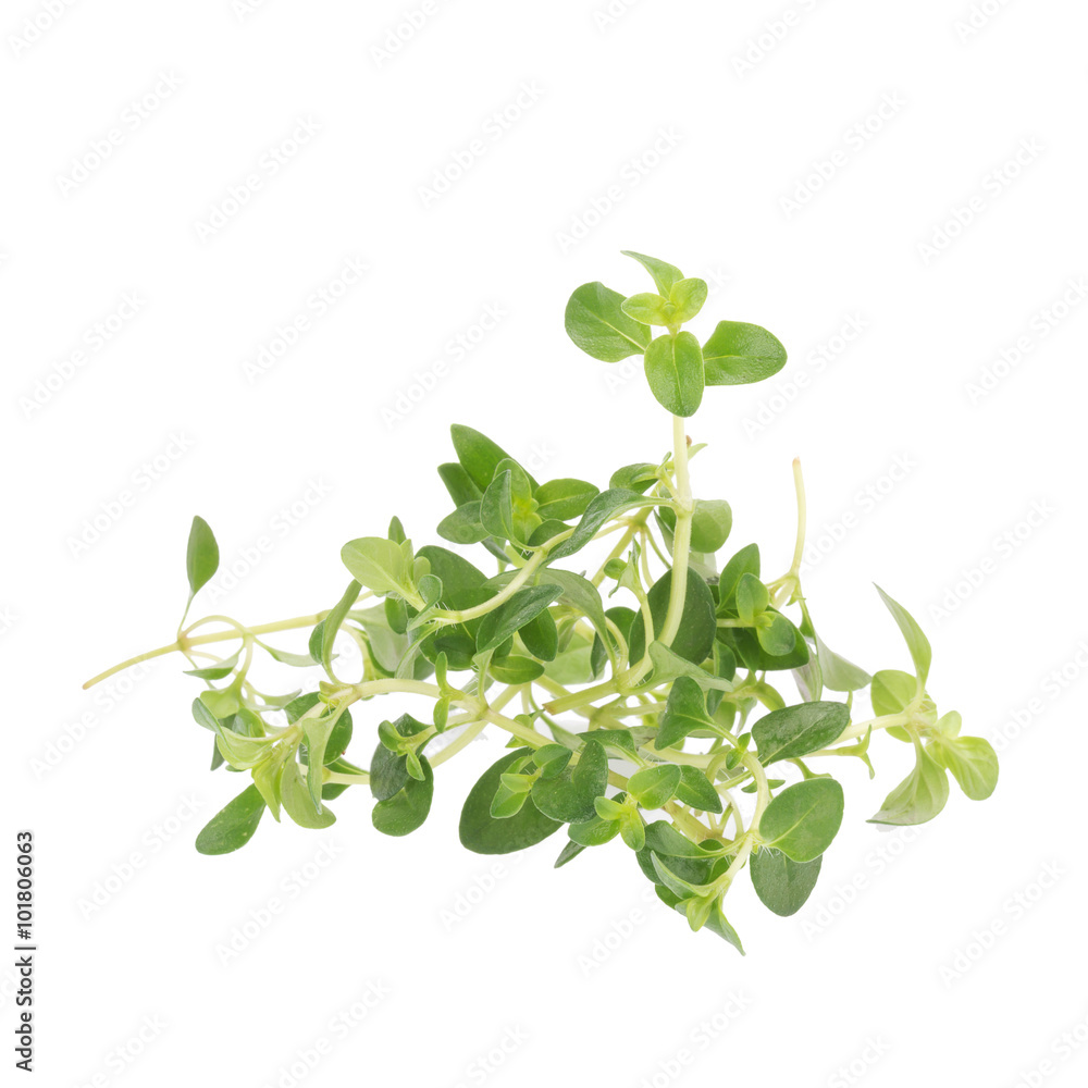 thyme plant on white background thyme plant on white background