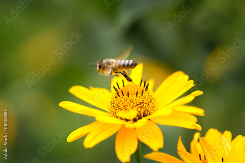 Bee flying from flower to flower and pollinate