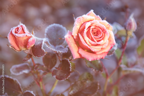 Frozen red roses in white frost in the morning in a sunny fog.