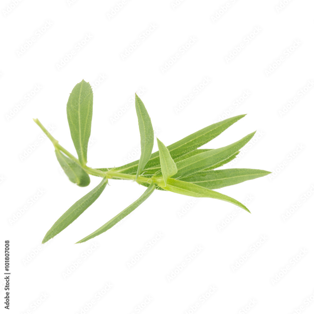 Tarragon herbs close up isolated on white Tarragon herbs close up isolated on white