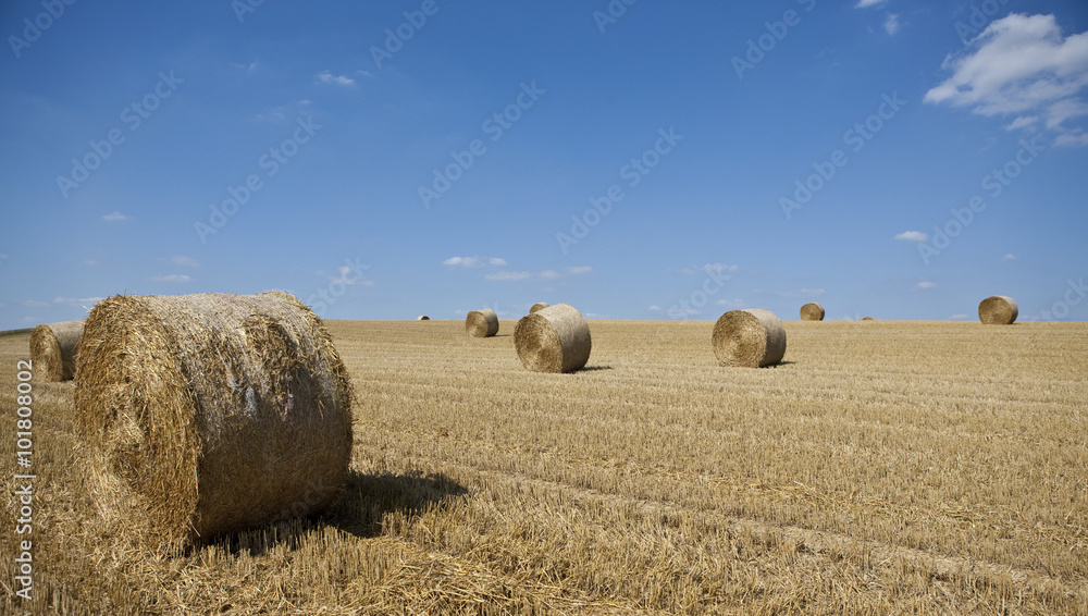 Strohballen liegen zusammengerollt auf einem frisch gemähten Feld, Wetterau, Hessen, Deutschland, Europa