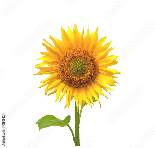 Sunflower. Close-up. Isolated