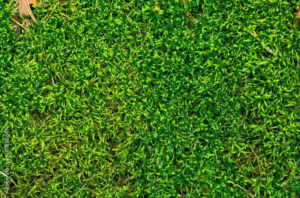 Beautiful Green Moss In The Forest Beautiful Green Moss In The Forest