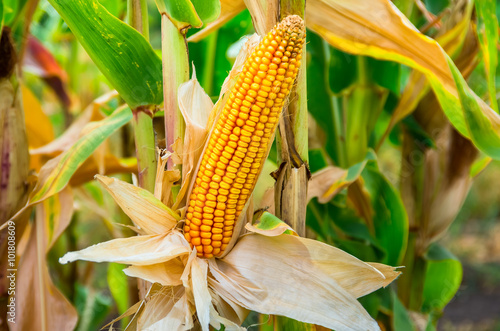 Ripe ear of corn