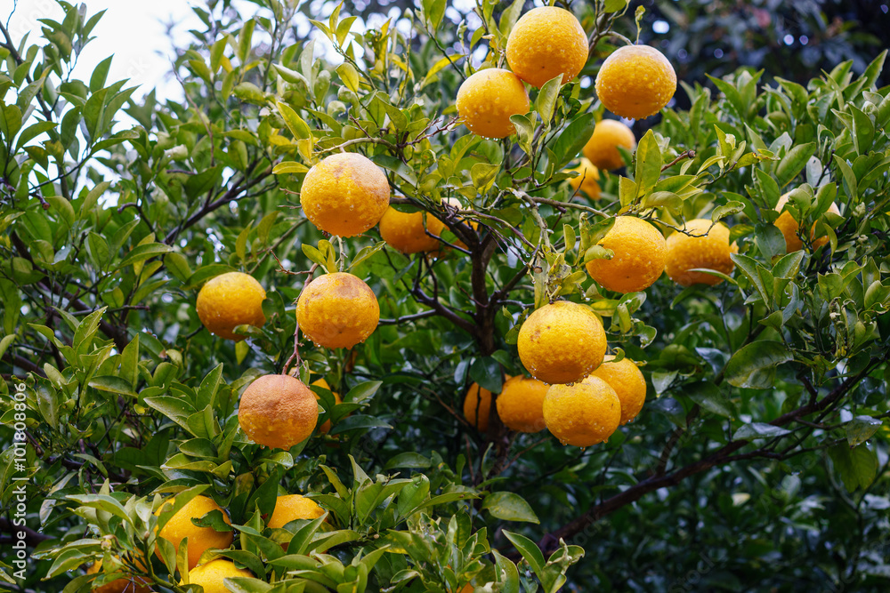 Orange with drop water on tree