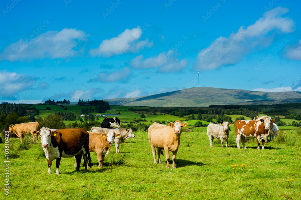 Herde mit Kühen auf sonniger Weide