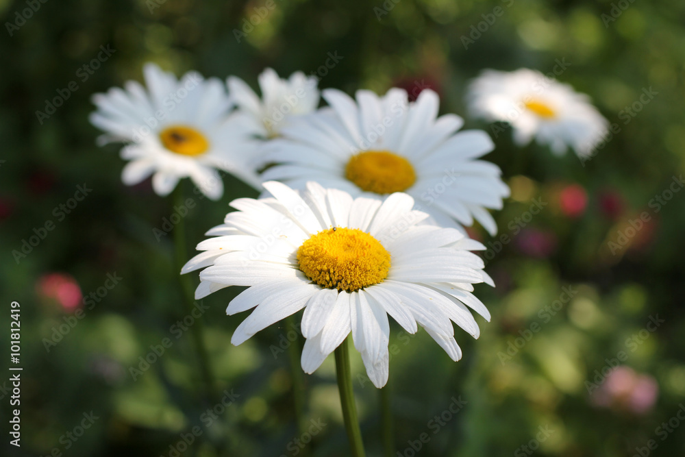 forest daisies bloom/forest daisies bloom in the summer sun forest daisies bloom/forest daisies bloom in the summer sun