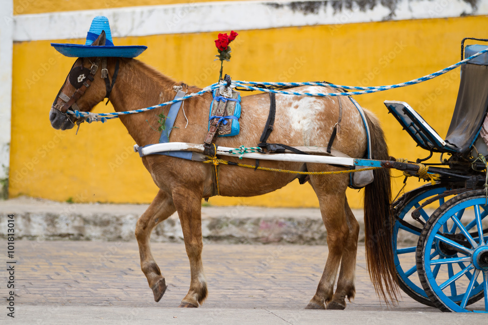 horse carriage in izamal in mexico