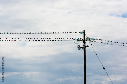 Vogelschwarm auf Stromleitung
