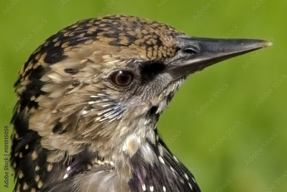 Starling Profile
A head shot of one of Britains birds called The Starling. Starling Profile
A head shot of one of Britains birds called The Starling.