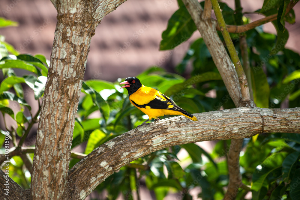 Ein gelb-schwarzer Vogel mit roten Augen sitzt auf einem Mango-Baum in der grandiosen Natur von Sri Lanka im Indischen Ozean und singt ein Lied Ein gelb-schwarzer Vogel mit roten Augen sitzt auf einem Mango-Baum in der grandiosen Natur von Sri Lanka im Indischen Ozean und singt ein Lied