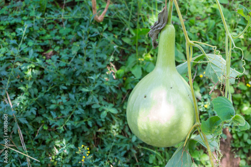Bottle gourd, Calabash gourd, fruit and trees in the garden