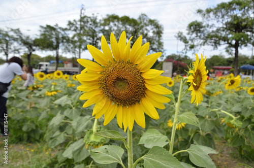 Helianthus or Sunflowers  Select focus  in midday light.  