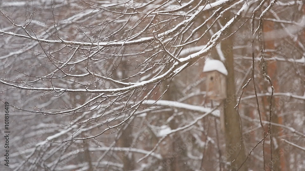 Falling snow Winter evening forest blurred background, snow day Falling snow Winter evening forest blurred background, snow day