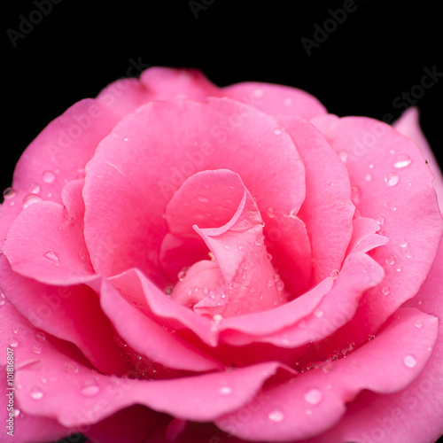 closeup of pink rose with drops isolated on black background