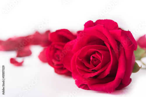 Red rose and rose petals  isolate background  Valentine s concept.