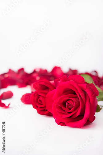 Red rose and rose petals  isolate background  Valentine s concept.